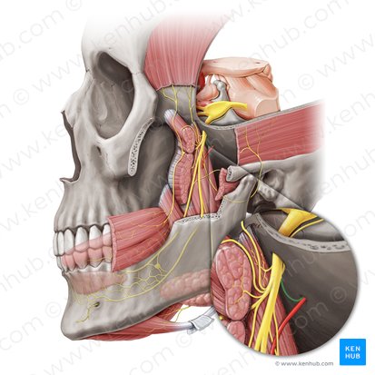 Meningeal branch of mandibular nerve (Ramus meningeus nervi mandibularis); Image: Paul Kim