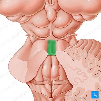 Superior medullary velum (Velum medullare superius); Image: Paul Kim