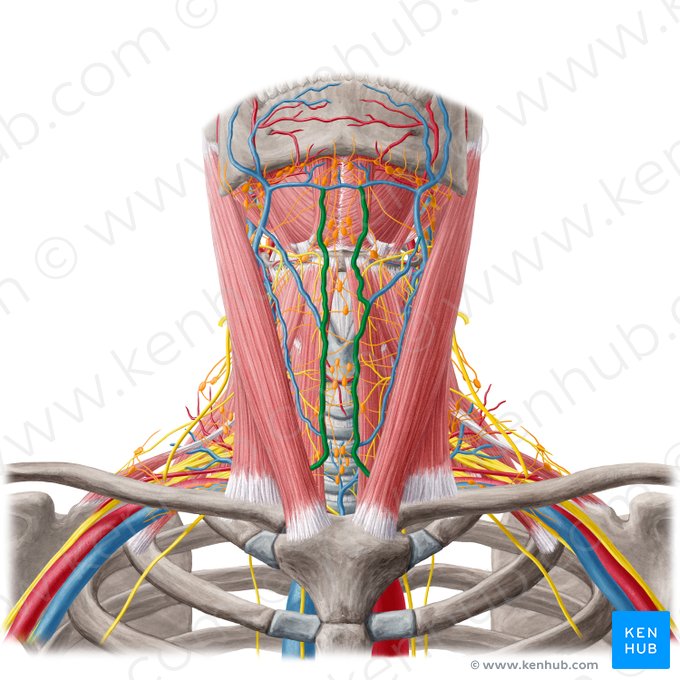 Anterior jugular vein (Vena jugularis anterior); Image: Yousun Koh