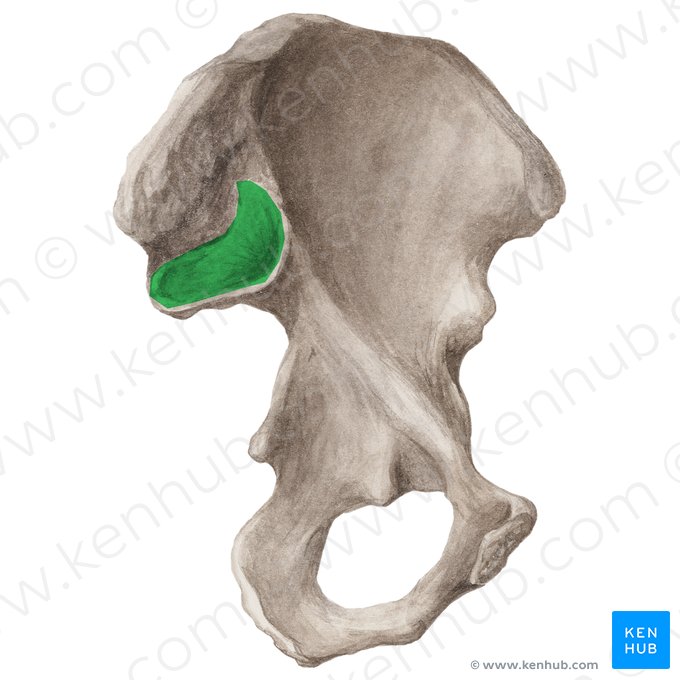 Facies auricularis ossis ilii (Ohrmuschelförmige Fläche des Darmbeins); Bild: Liene Znotina