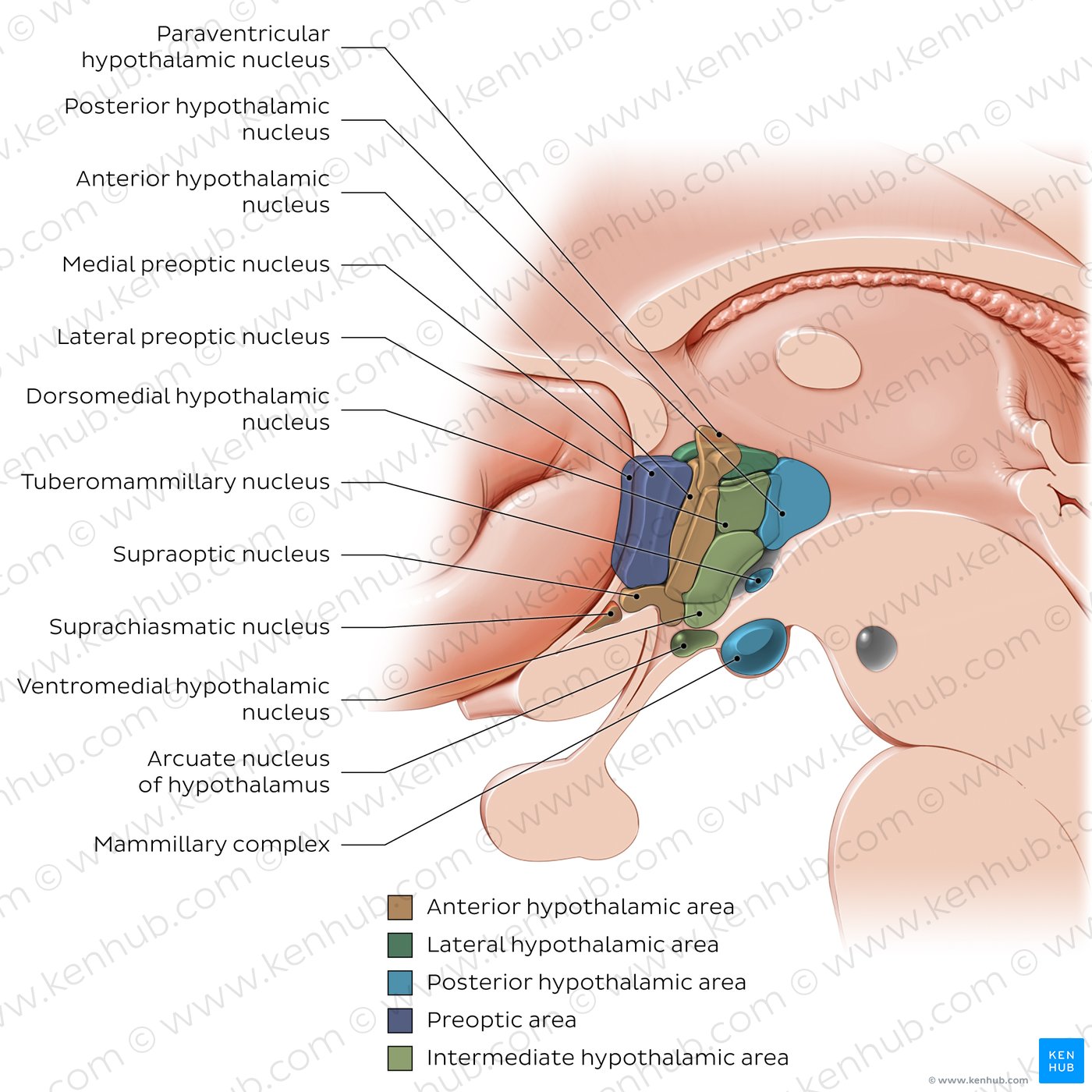 Hypothalamus: nuclei