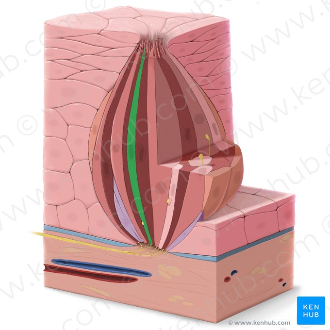 Célula epitelial gustativa tipo III (Epitheliocytus sensorius gustatorius typi III); Imagen: Tal Bavli Ziv