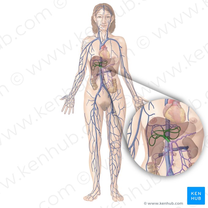 Hepatic portal vein (Vena portae hepatis); Image: Begoña Rodriguez