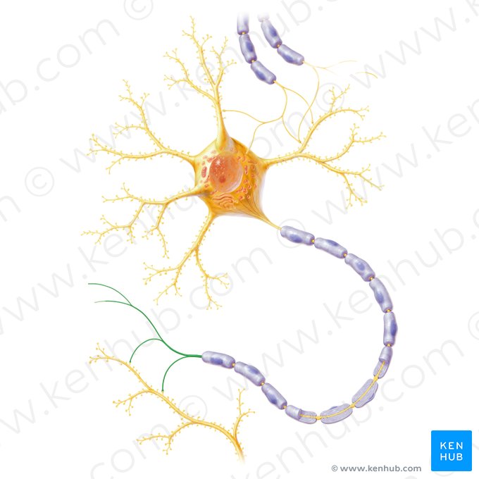 Teledendron axonis (Endbäumchen der Nervenfaser); Bild: Paul Kim
