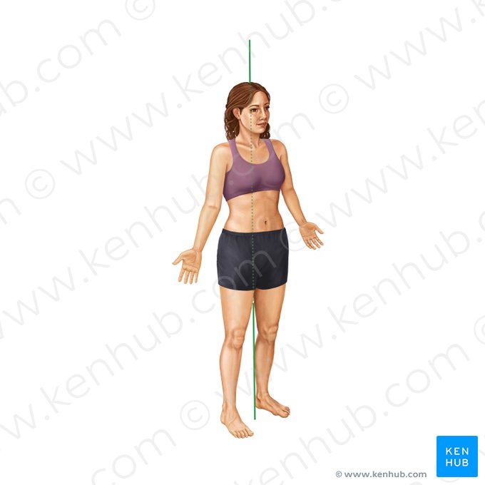 Vertical axis (Axis verticalis); Image: Irina Münstermann