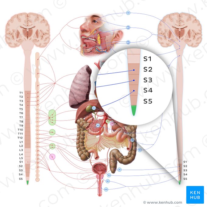 Coccygeal part of spinal cord (Pars coccygea medullae spinalis); Image: Paul Kim