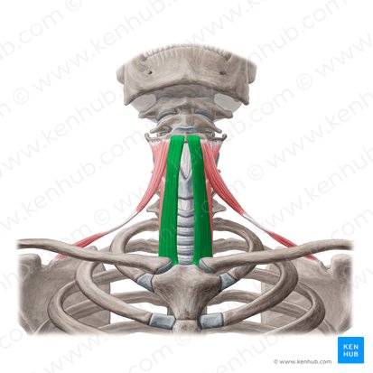 Sternohyoid muscle (Musculus sternohyoideus); Image: Yousun Koh