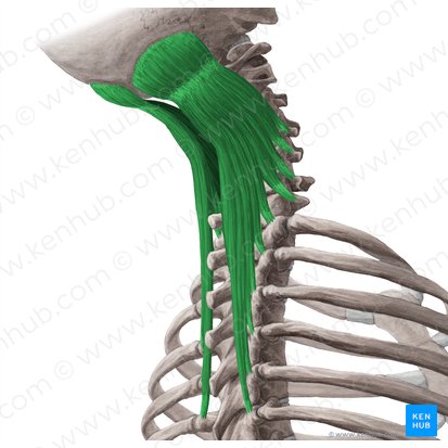 Músculo semiespinoso de la cabeza (Musculus semispinalis capitis); Imagen: Yousun Koh