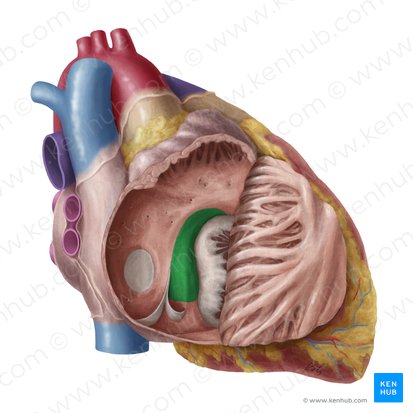 Triangle of atrioventricular node (Trigonum nodi atrioventricularis); Image: Yousun Koh
