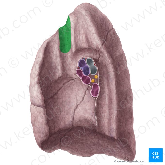 Impressio venae brachiocephalicae dextrae pulmonis dextri (Abdruck der rechten Oberarm-Kopf-Vene der rechten Lunge); Bild: Yousun Koh
