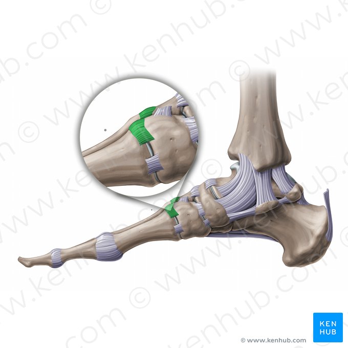 Dorsal tarsometatarsal ligaments (Ligamenta tarsometatarsea dorsalia); Image: Paul Kim
