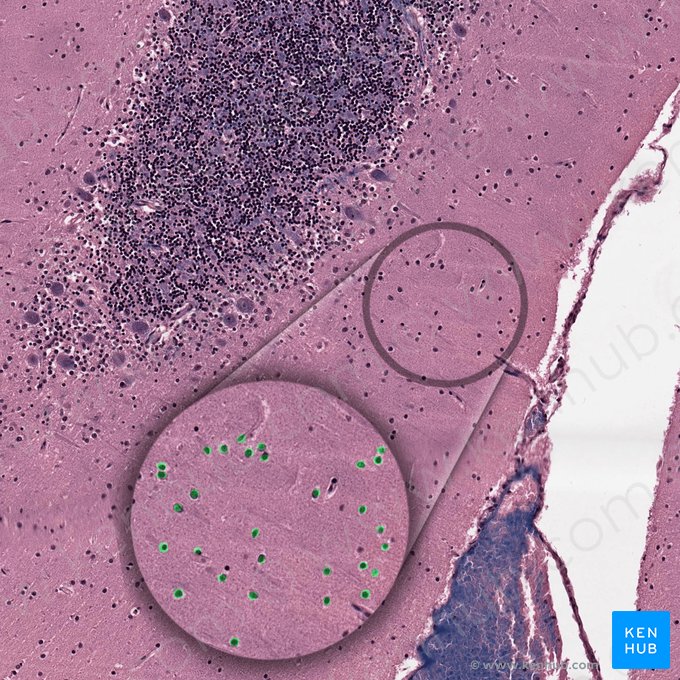 Neuron cobiforme cerebelli (Korbzelle des Kleinhirns); Bild: 