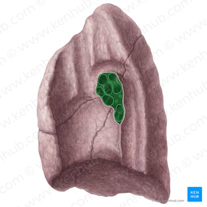 Hilum pulmonis dextri (Rechter Lungenhilus); Bild: Yousun Koh