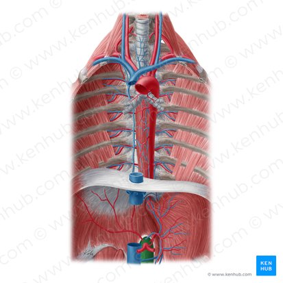 Aorte abdominale (Aorta abdominalis); Image : Yousun Koh