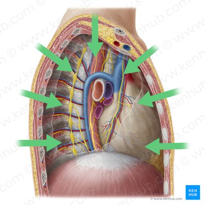 Internal (Internus); Image: Yousun Koh