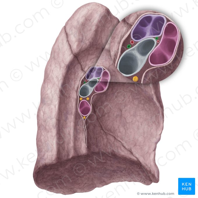 Venae bronchiales pulmonis sinistri (Bronchialvenen der linken Lunge); Bild: Yousun Koh