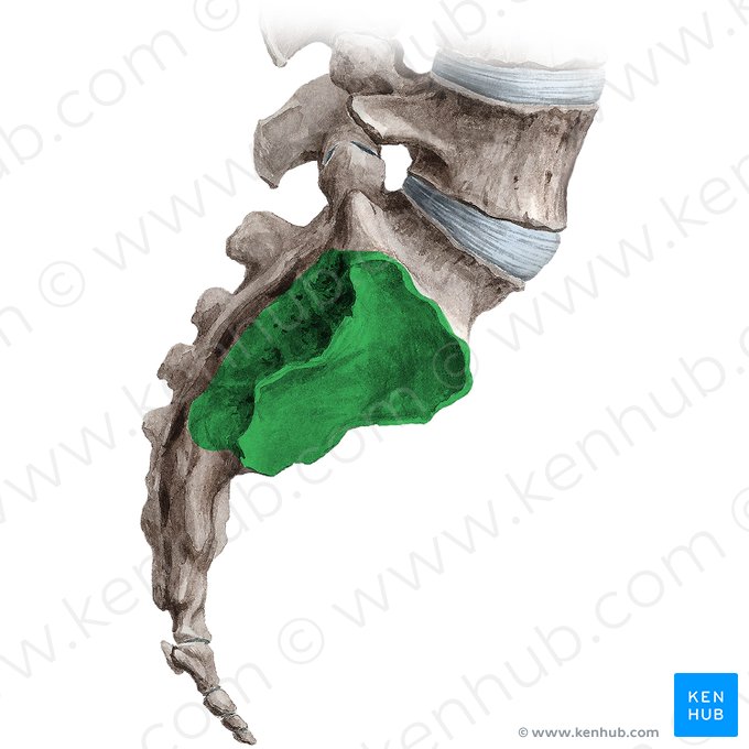 Lateral part of sacrum (Pars lateralis ossis sacri); Image: Irina Münstermann