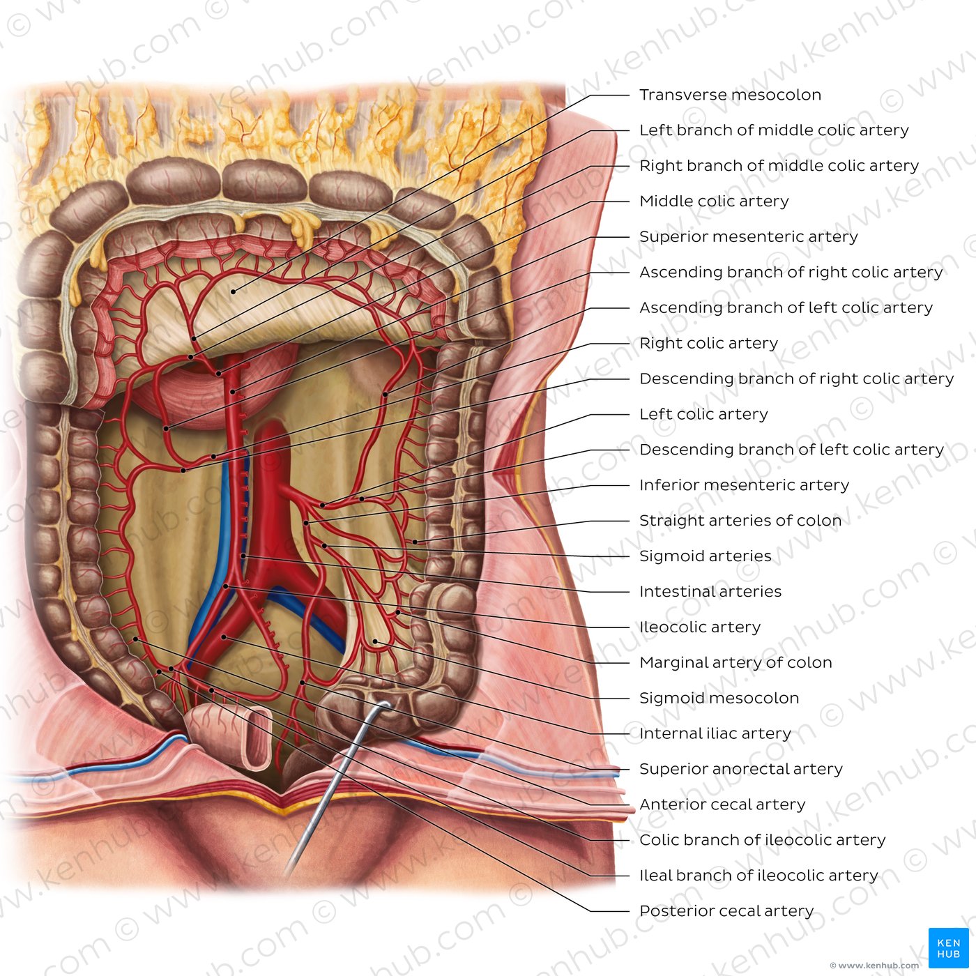 Arteries of the large intestine