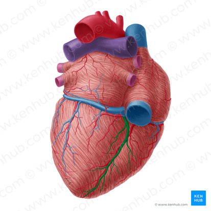 Middle cardiac vein (Vena cardiaca media); Image: Yousun Koh
