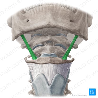 Musculus stylohyoideus (Griffel-Zungenbein-Muskel); Bild: Yousun Koh