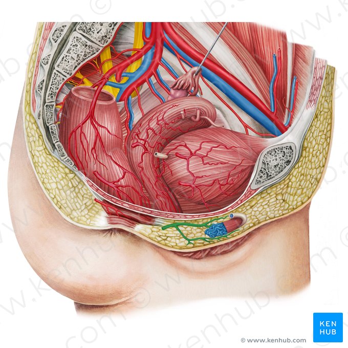 Artéria pudenda interna (Arteria pudenda interna); Imagem: Irina Münstermann