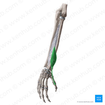 Musculus extensor pollicis brevis (Kurzer Daumenstrecker); Bild: Yousun Koh