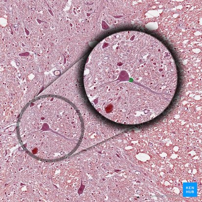 Colliculus axonis (Axonhügel); Bild: 