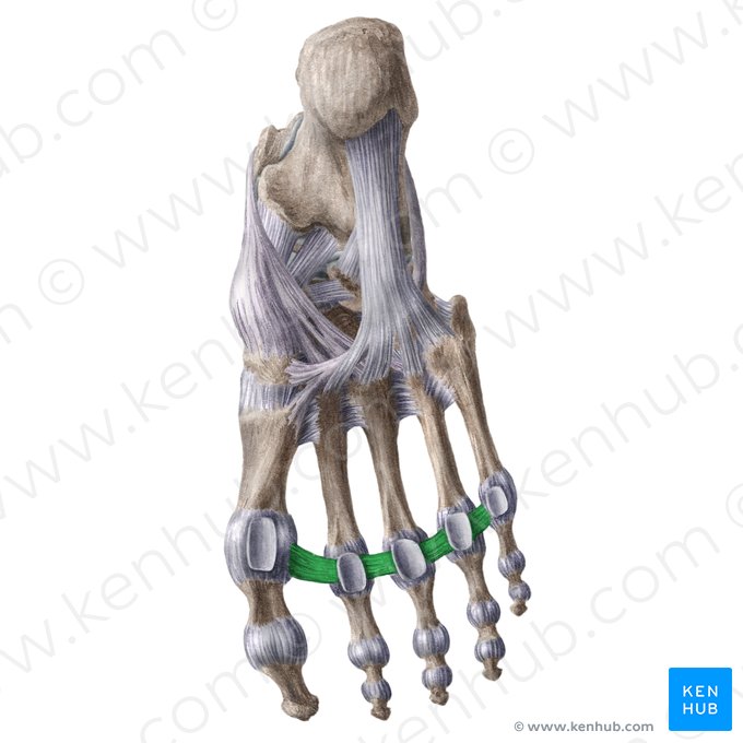 Deep transverse metatarsal ligament (Ligamentum metatarseum transversum profundum); Image: Liene Znotina