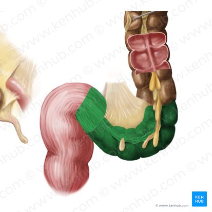 Sigmoid colon (Colon sigmoideum); Image: Begoña Rodriguez