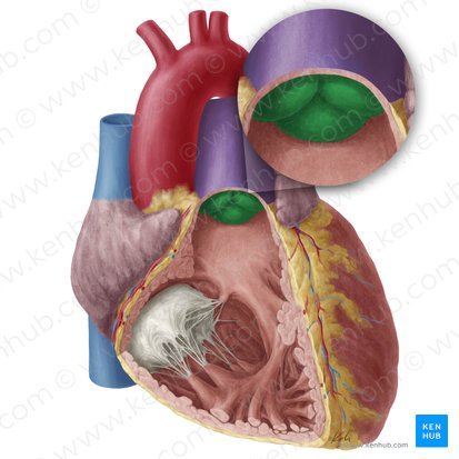 Valve pulmonaire (Valva trunci pulmonalis); Image : Yousun Koh