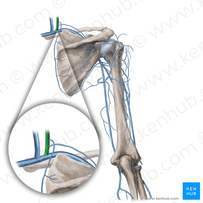 Vena jugularis externa (Äußere Drosselvene); Bild: Yousun Koh