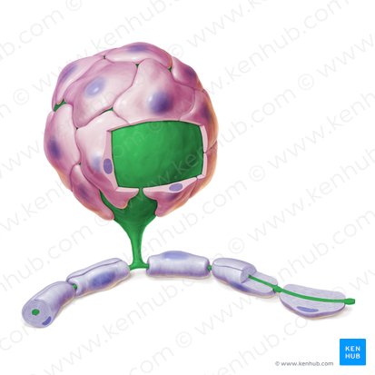 Pseudounipolar neuron (Neuron pseudounipolare); Image: Paul Kim