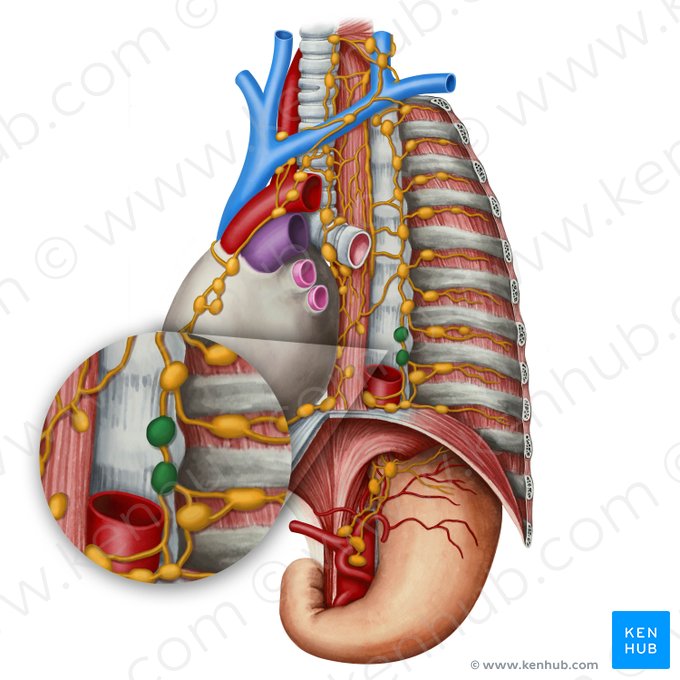 Juxtaaortic lymph nodes (Nodi lymphoidei juxtaaortici); Image: Irina Münstermann