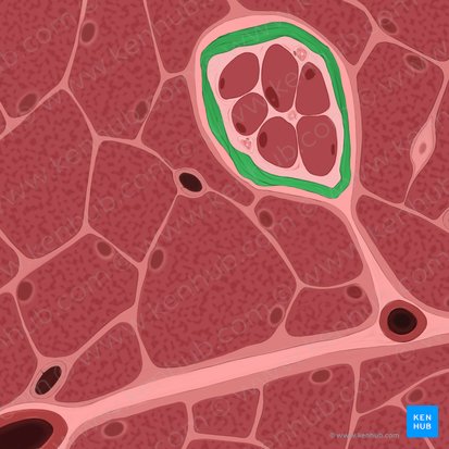 Capsule of muscle spindle (Capsula fusi neuromuscularis); Image: Tal Bavli Ziv