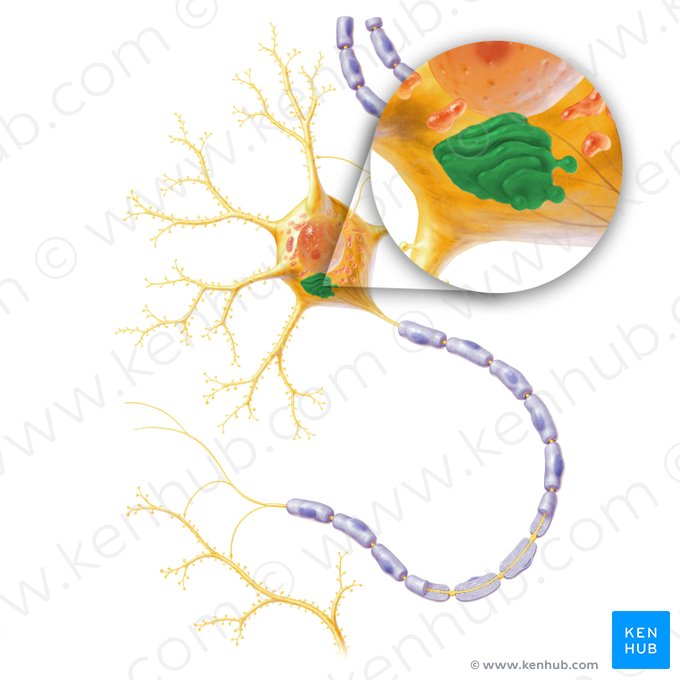 Apparatus golgiensis (Golgi-Apparat); Bild: Paul Kim