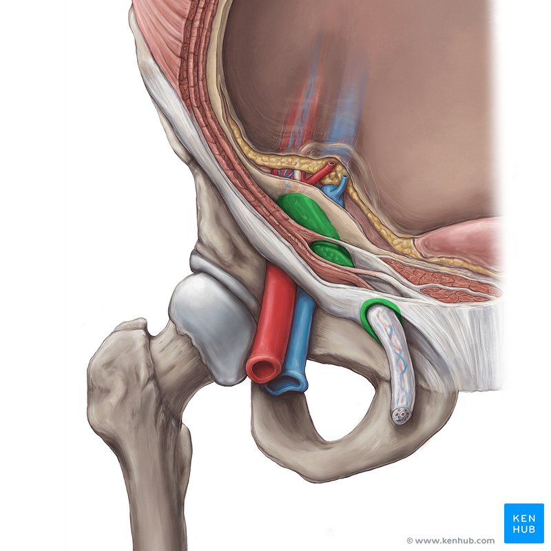 Inguinal canal - ventral view