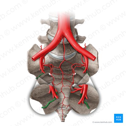 Superior gluteal artery (Arteria glutea superior); Image: Liene Znotina