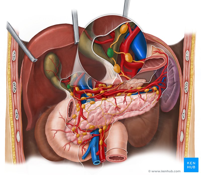 Cystic lymph node - ventral view