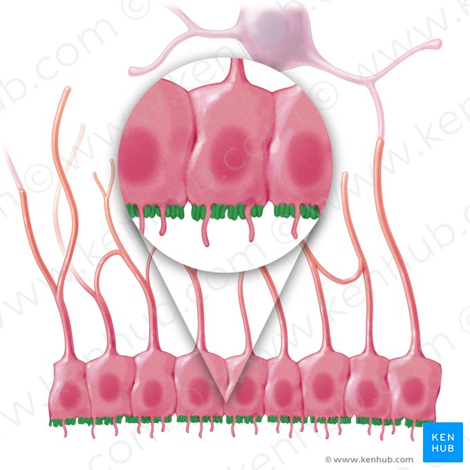 Microvellosidades de la célula ependimaria (Microvilli ependymocyti); Imagen: Paul Kim