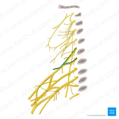 Suprascapular nerve (Nervus suprascapularis); Image: Begoña Rodriguez