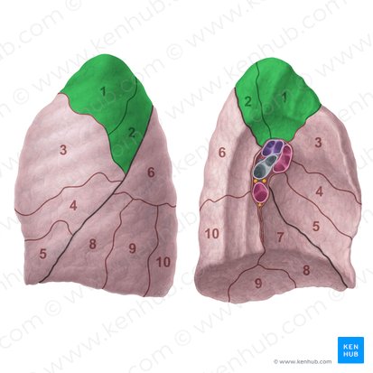Apicoposterior segment of left lung (Segmentum apicoposterius pulmonis sinistri); Image: Paul Kim