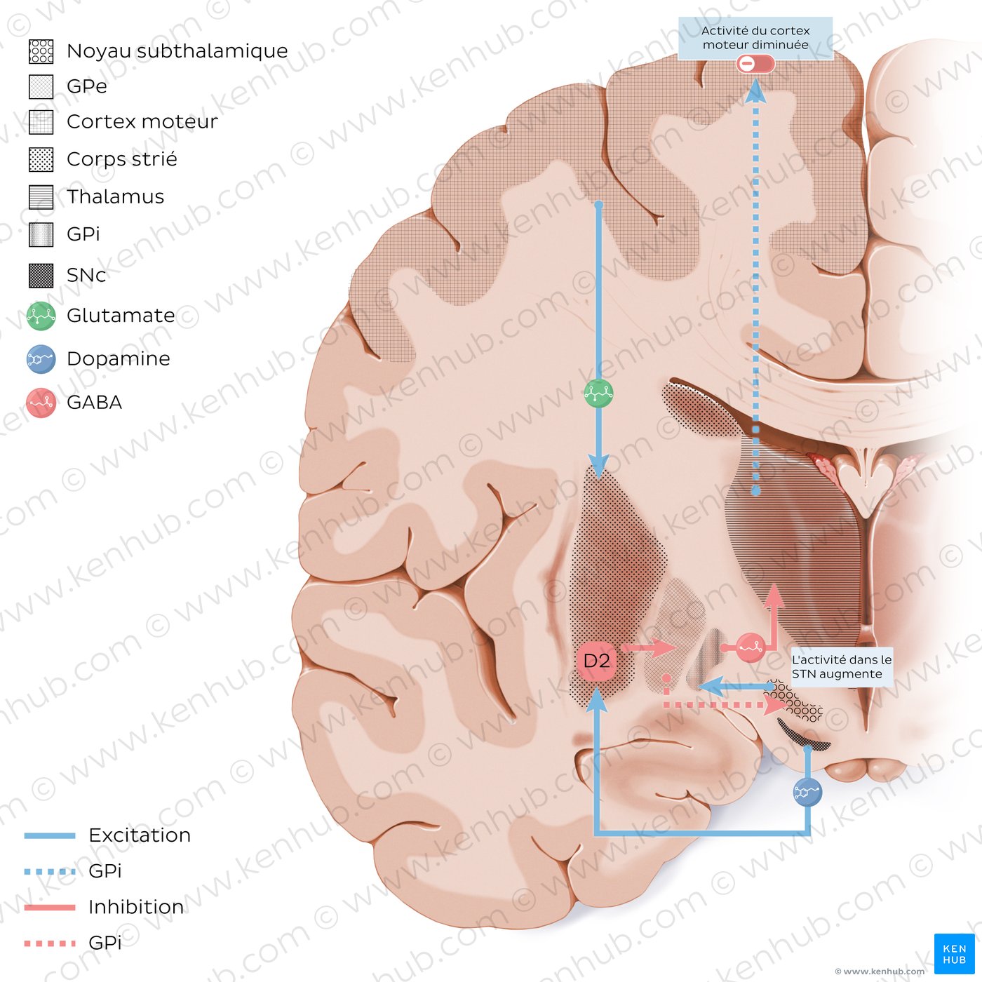 Indirect pathway of the basal ganglia