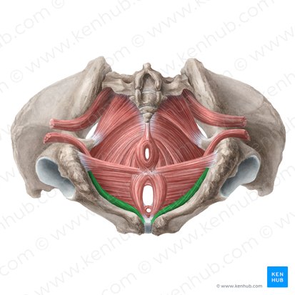 Ischiocavernosus muscle (female) (Musculus ischiocavernosus (femininus)); Image: Liene Znotina