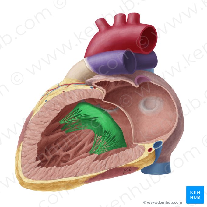 Left atrioventricular valve (Valva atrioventricularis sinistra); Image: Yousun Koh