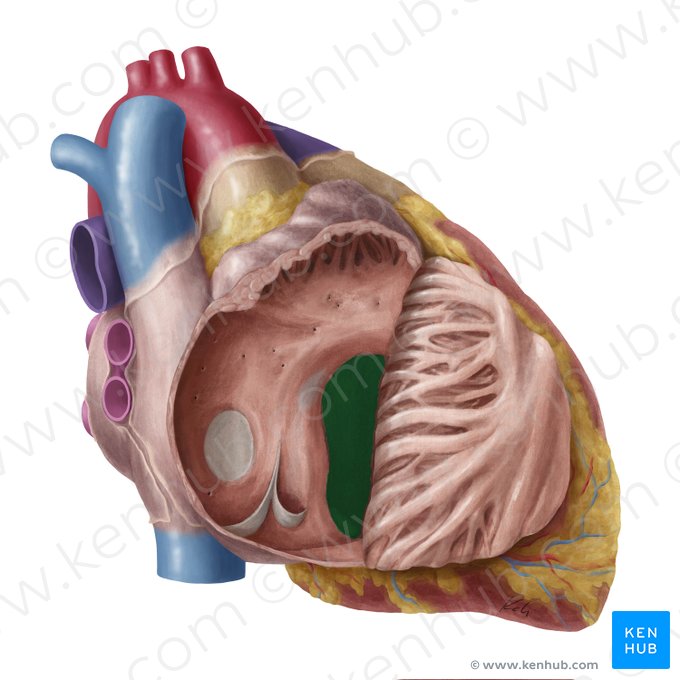 Right atrioventricular orifice (Ostium atrioventriculare dextrum); Image: Yousun Koh