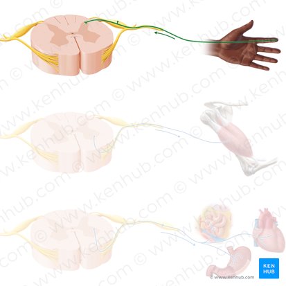 Sensory neuron (Neuron sensorius); Image: Paul Kim