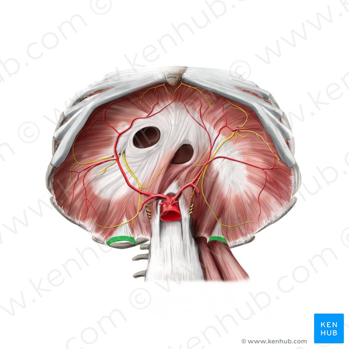 Lateral arcuate ligament (Ligamentum arcuatum laterale); Image: Stephan Winkler
