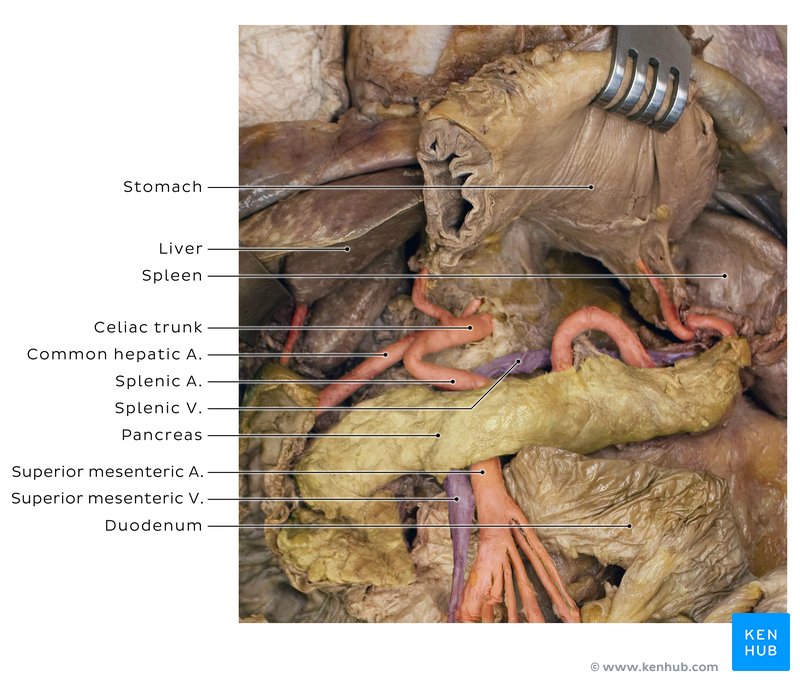 Celiac trunk inside a cadaver