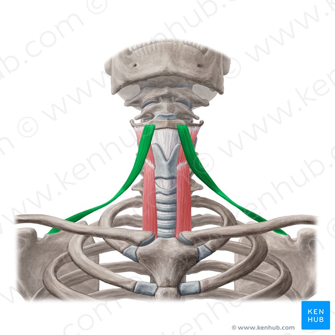 Músculo omohioideo (Musculus omohyoideus); Imagen: Yousun Koh