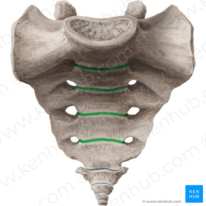 Transverse ridges of sacrum (Lineae transversae ossis sacri); Image: Liene Znotina